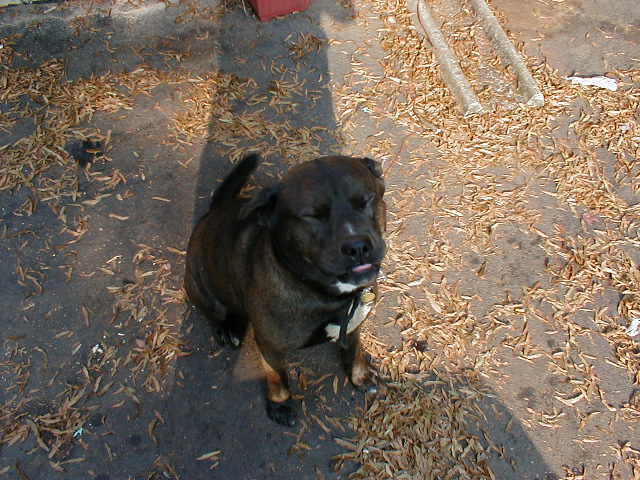 This Is Bandit, My Dog