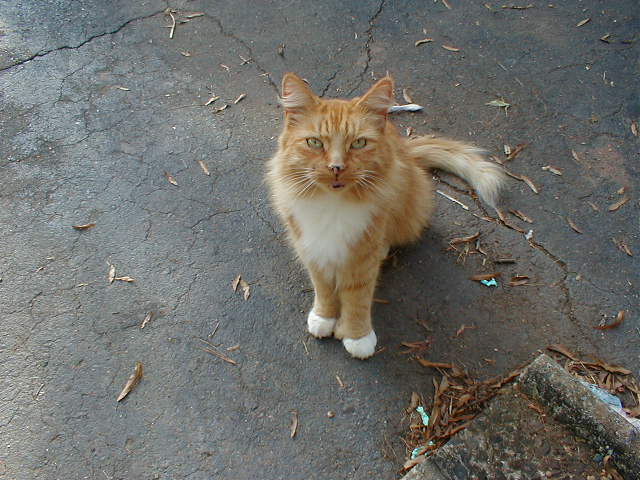 This Is My Cat